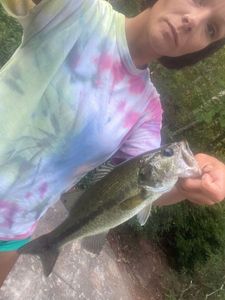 Largemouth Bass