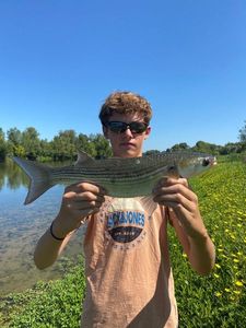 Thicklip Grey Mullet