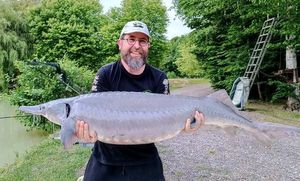 Sturgeon
