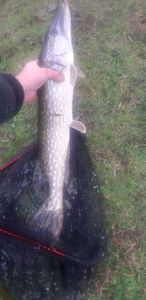 Northern Pike