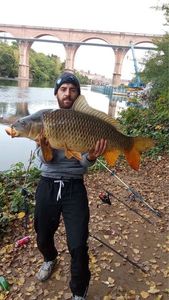 Common Carp