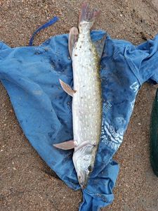 Northern Pike