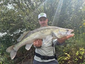 Zander