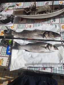 European Bass (Seabass)