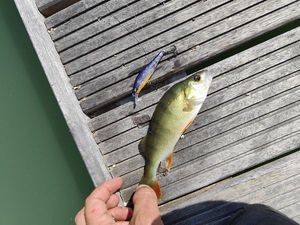 European Perch