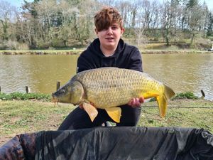 Common Carp