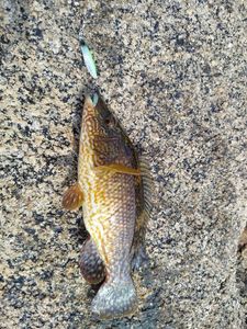 Ballan Wrasse