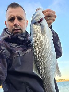 European Bass (Seabass)