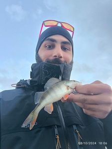 European Perch