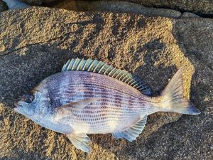 Black Seabream
