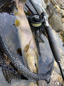 Brown Trout
