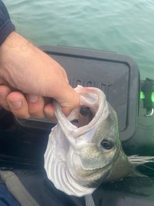 European Bass (Seabass)