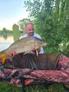 Common Carp