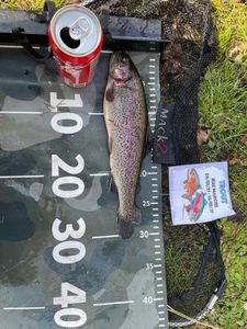 Rainbow Trout