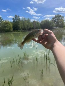 Largemouth Bass