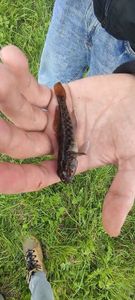 Round Goby