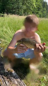 Crucian Carp