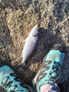 European Bass (Seabass)