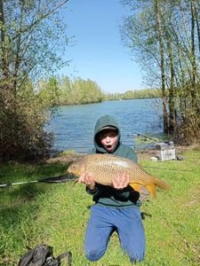 Common Carp