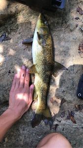 Barbel
