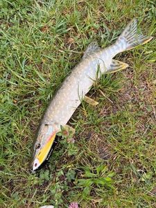 Northern Pike
