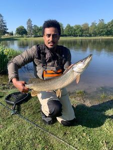 Northern Pike