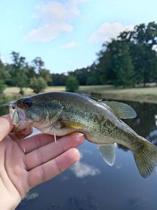 Largemouth Bass
