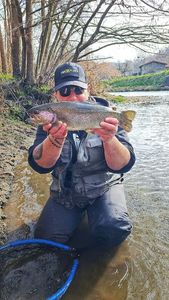 Rainbow Trout