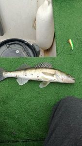 Zander