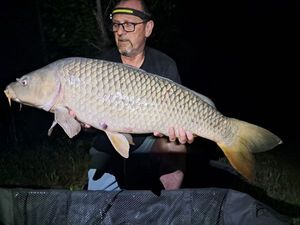 Common Carp