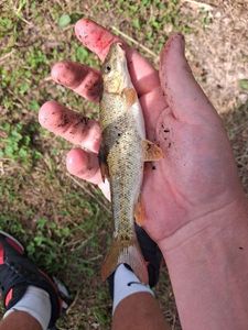 Barbel