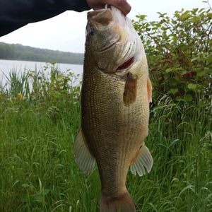 Black Bass (Achigan à Grande Bouche)