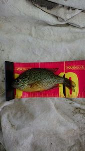 Green Sunfish