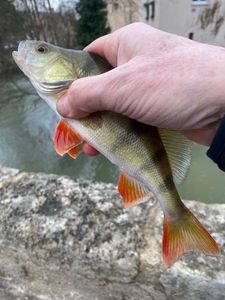 European Perch