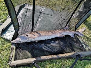 Sturgeon