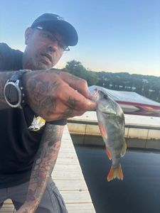 European Perch