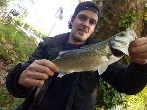 European Bass (Seabass)