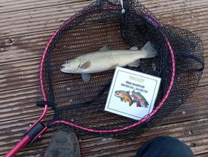 Brown Trout