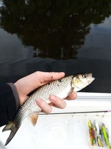Chub