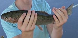 Rainbow Trout