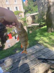 European Perch