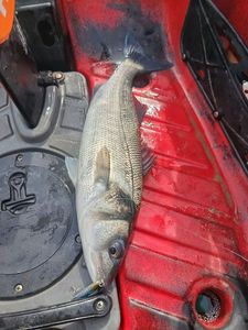 European Bass (Seabass)