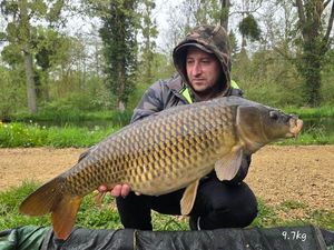 Common Carp