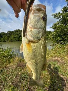 Largemouth Bass