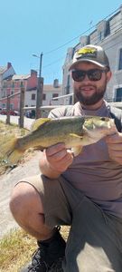 Largemouth Bass