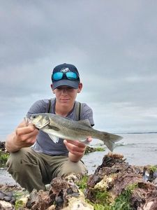 European Bass (Seabass)