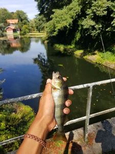 European Perch