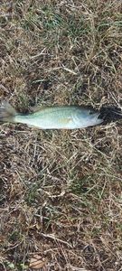 Largemouth Bass