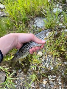 Brown Trout