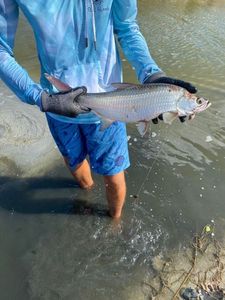 Tarpon